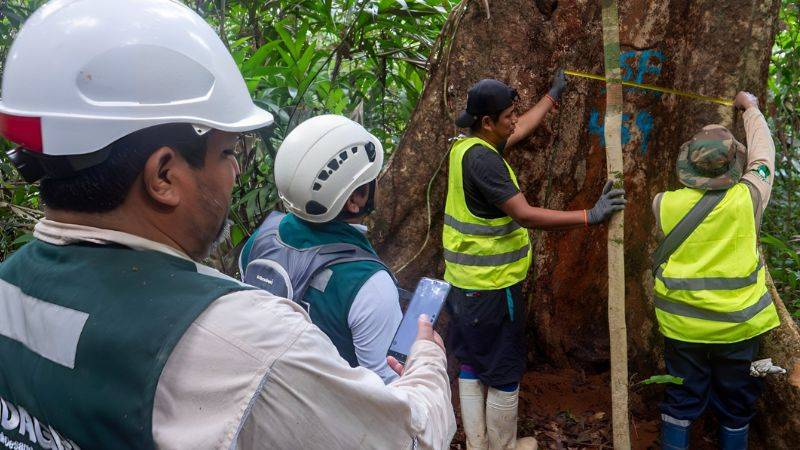 Serfor autoriza retiro de cobertura forestal para exploración minera en San Martín