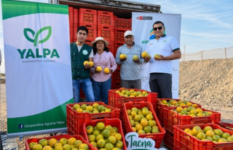 Ingresa a mercados de Lima con 20 toneladas de naranja