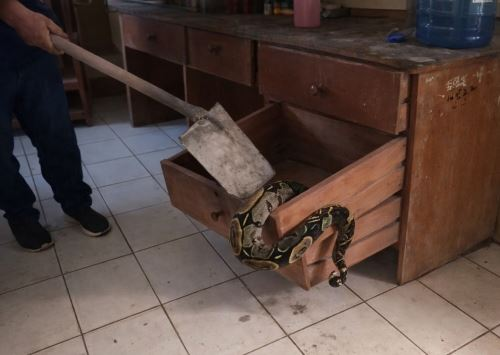 Hallan boa dentro de un escritorio en oficina de universidad en Ucayali