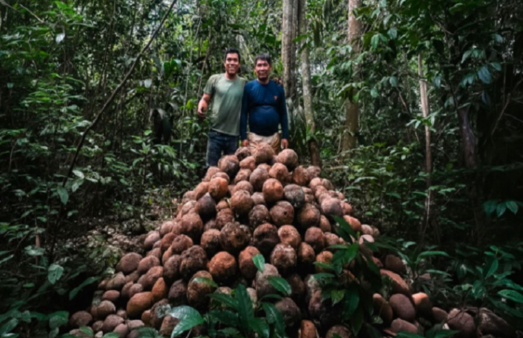 Comunidad nativa impulsa producción de castaña con manejo sostenible del bosque