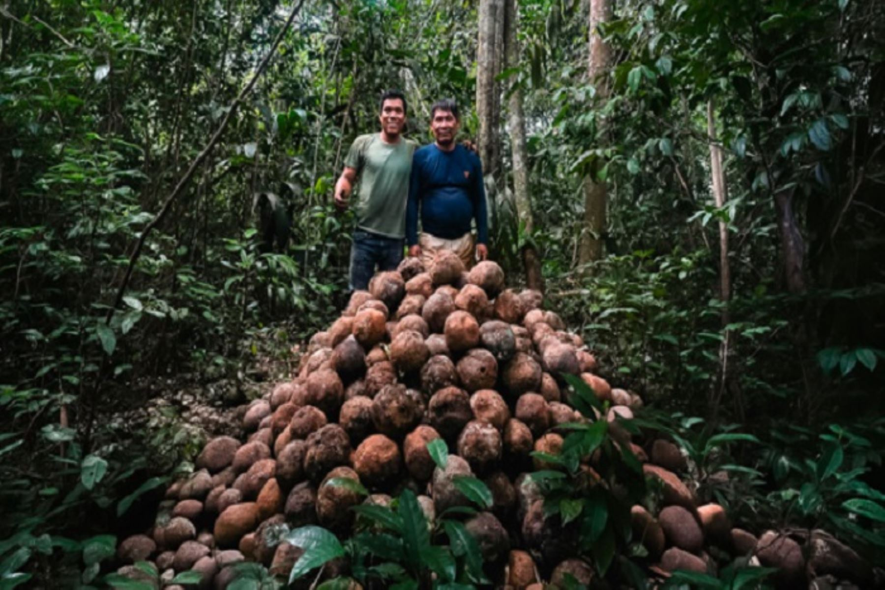 Comunidad nativa impulsa producción de castaña con manejo sostenible del bosque
