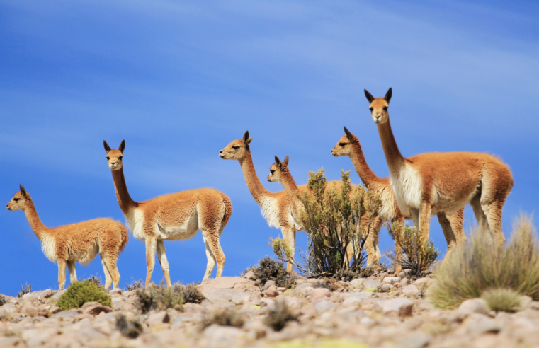 Arequipa será declarada Capital de la Vicuña del Perú por su liderazgo en conservación