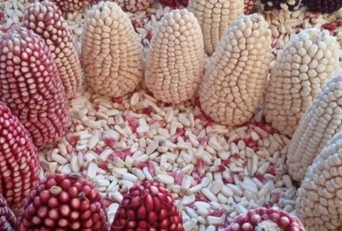 Maíz cabanita, el grano del Colca que cuida tu salud