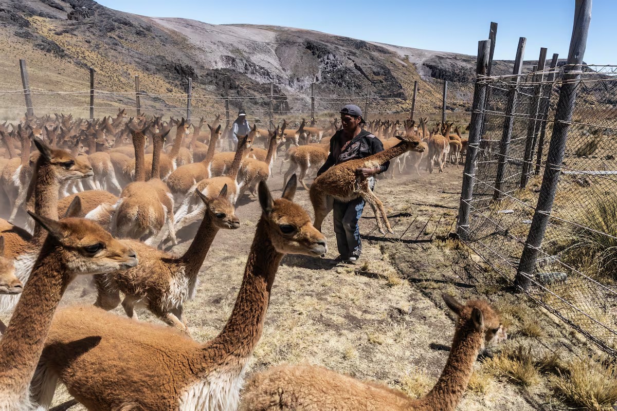 Arequipa refuerza defensa de sus vicuñasfrente al avance de la caza furtiva