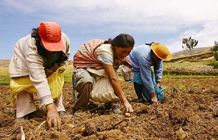 Ejecutarán encuesta nacional para planificar siembras de campaña agrícola