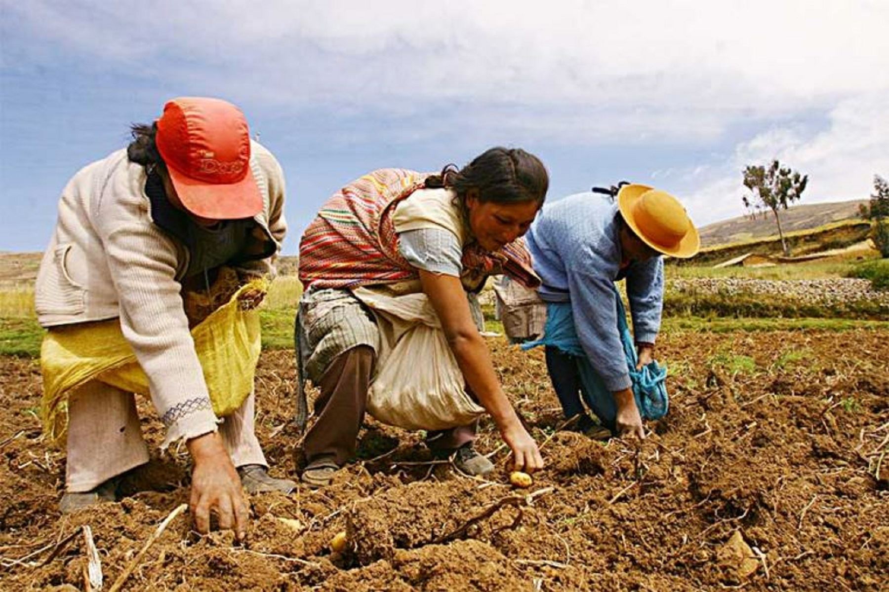 Ejecutarán encuesta nacional para planificar siembras de campaña agrícola