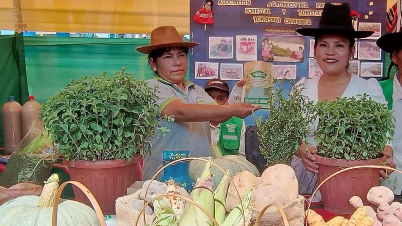 Lidera producción nacional de orégano y alista Festival Regional