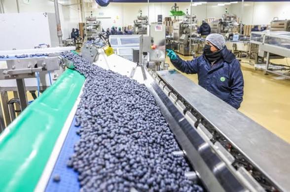 Perú y Chile casi igualan sus exportaciones agrícolas al mundo