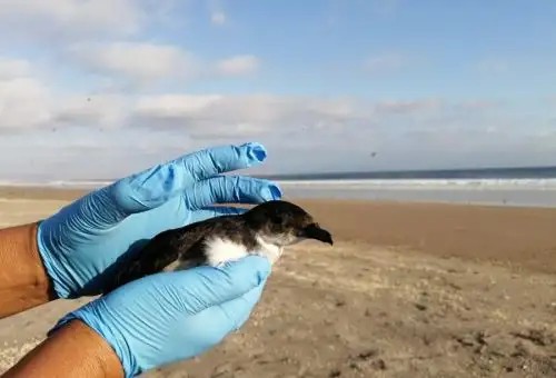 Fortalece conservación de fauna silvestre con más de 150 liberaciones