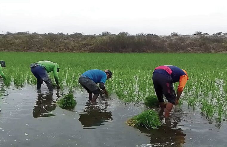 BASTA DE SOLUCIONES PALIATIVAS. Agricultores exigen al Gobierno priorizar su producción nacional