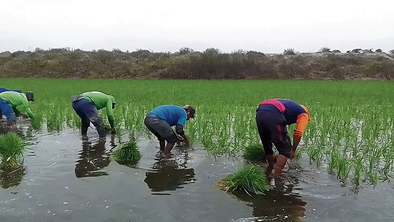 BASTA DE SOLUCIONES PALIATIVAS. Agricultores exigen al Gobierno priorizar su producción nacional