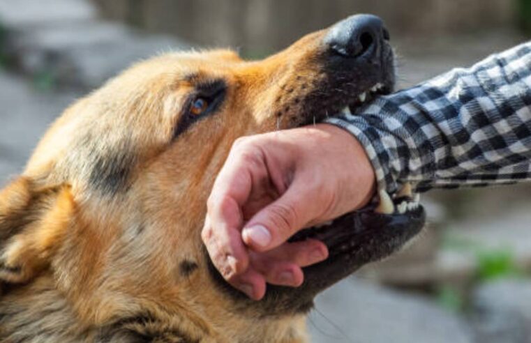 Aumentan mordeduras caninas en Arequipa por dueños irresponsables