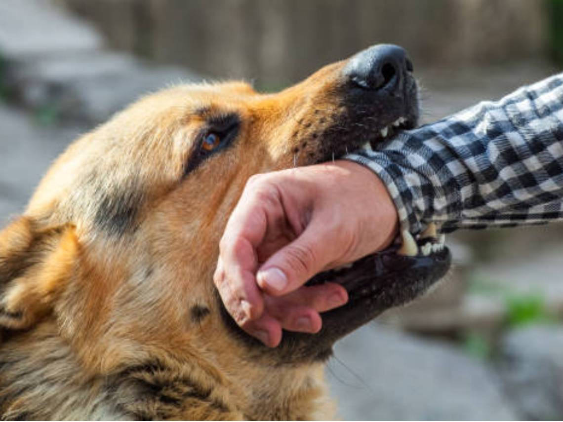 Aumentan mordeduras caninas en Arequipa por dueños irresponsables