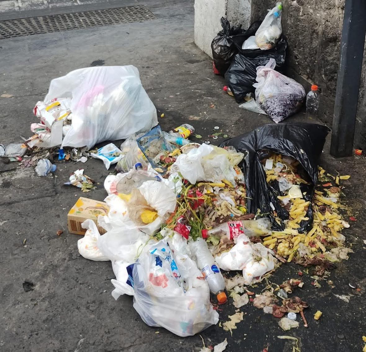 Municipalidad de Arequipa apertura número para denunciar a cochinos