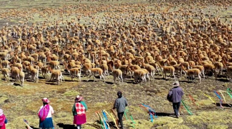 Vive el Chaccu! Tradición, fibra de vicuña y sabores andinos te esperan en Tolconi