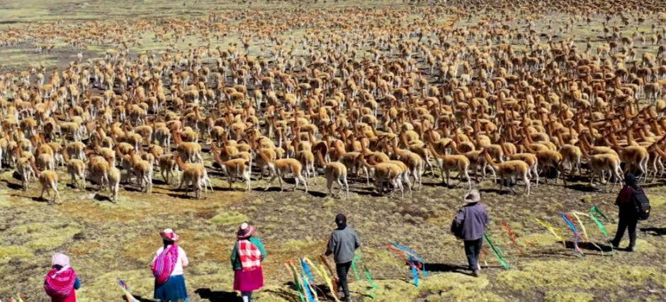 Vive el Chaccu! Tradición, fibra de vicuña y sabores andinos te esperan en Tolconi
