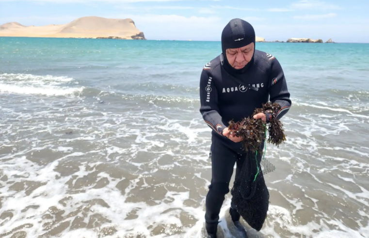 Plantean medidas para evitar desaparición del alga flor en el mar