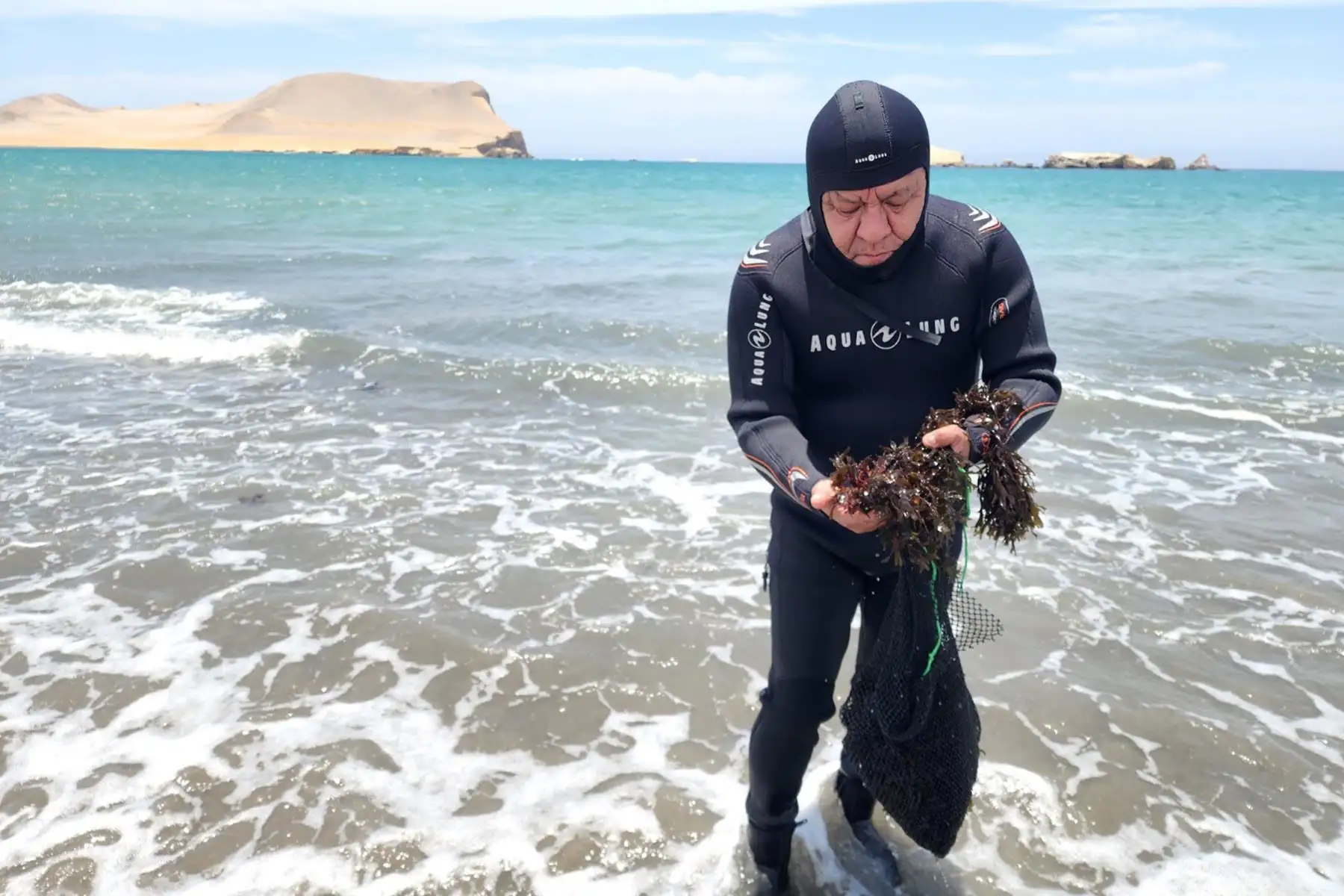 Plantean medidas para evitar desaparición del alga flor en el mar