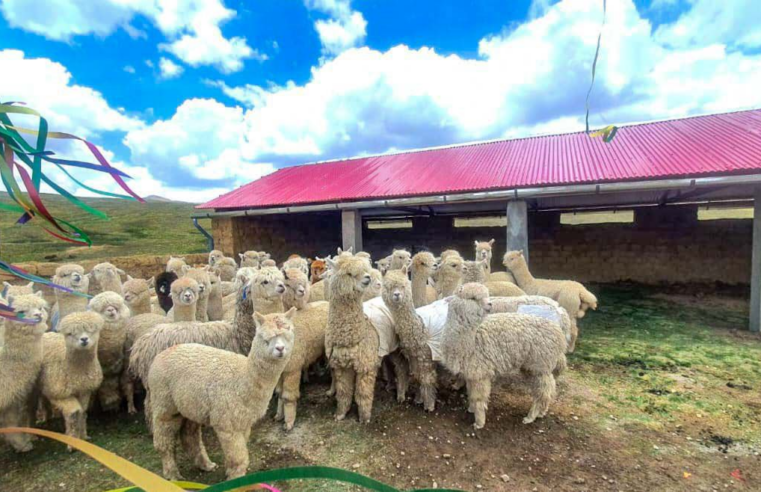 Ejecutan S/ 326 millones para proteger a 2 millones de alpacas y ovinos ante heladas