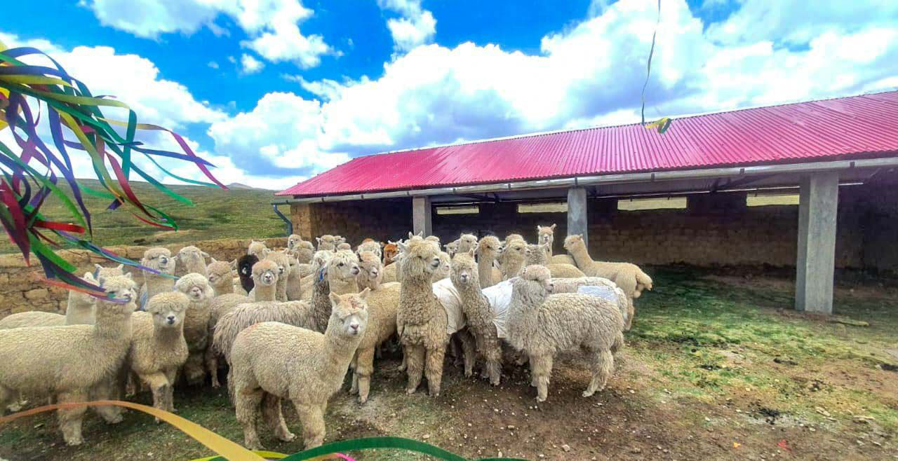 Ejecutan S/ 326 millones para proteger a 2 millones de alpacas y ovinos ante heladas