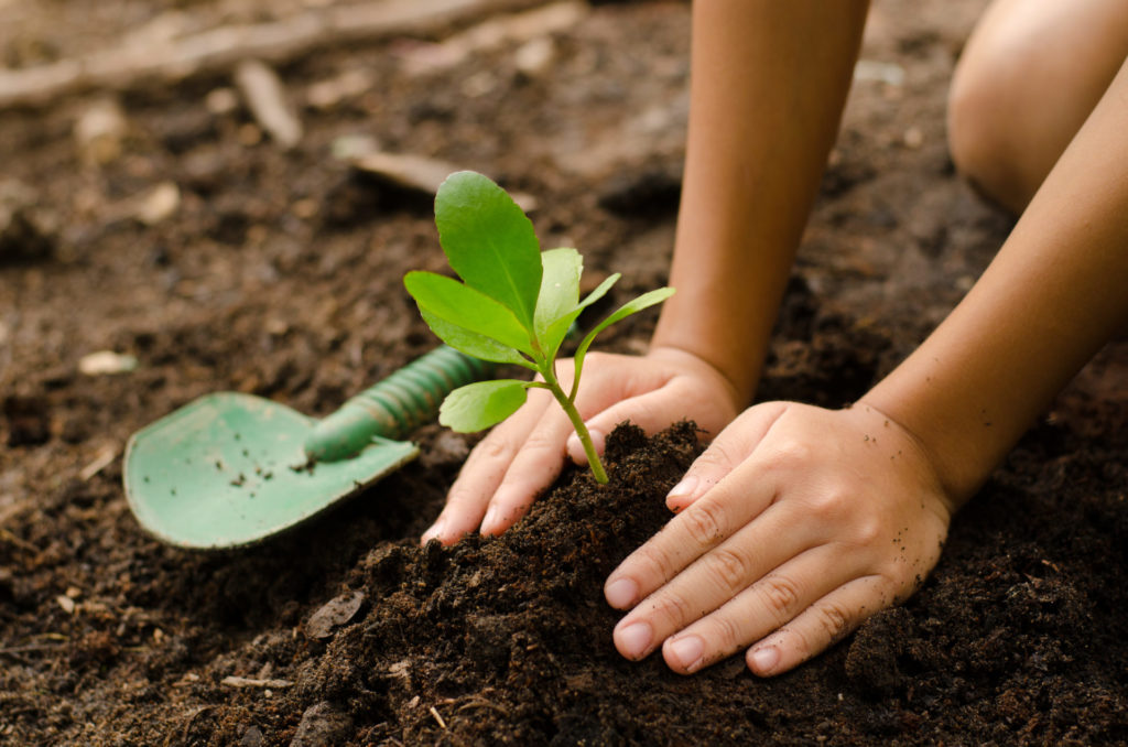 Sanidad vegetal: clave en la seguridad alimentaria