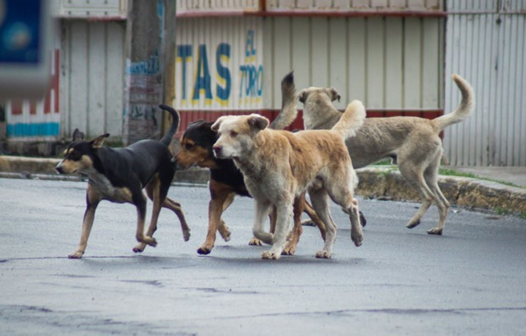 Arequipa registra cerca de 3 mil incidentes por mordedura canina en 2026