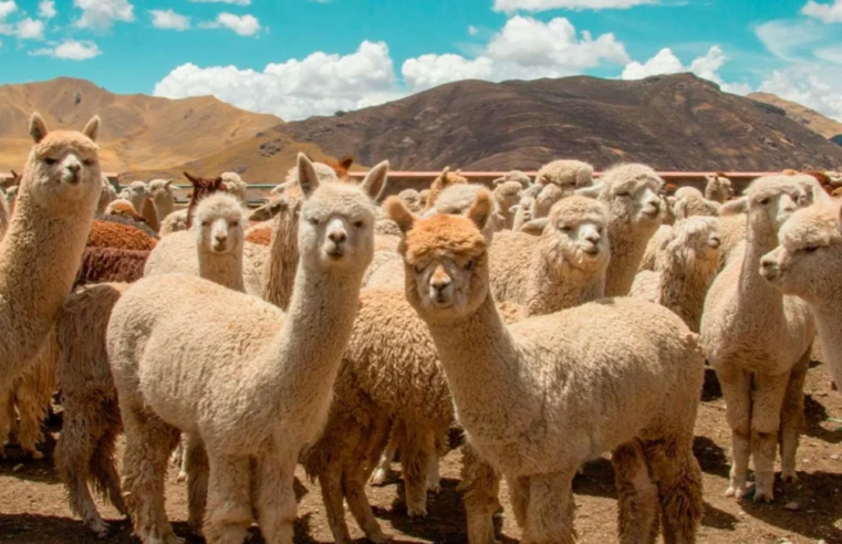 Arequipa reúne al mundo de los camélidos para potenciar exportación de fibra de alpaca