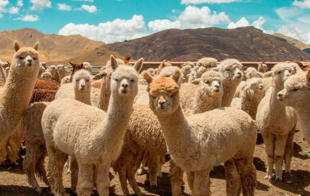 Arequipa reúne al mundo de los camélidos para potenciar exportación de fibra de alpaca