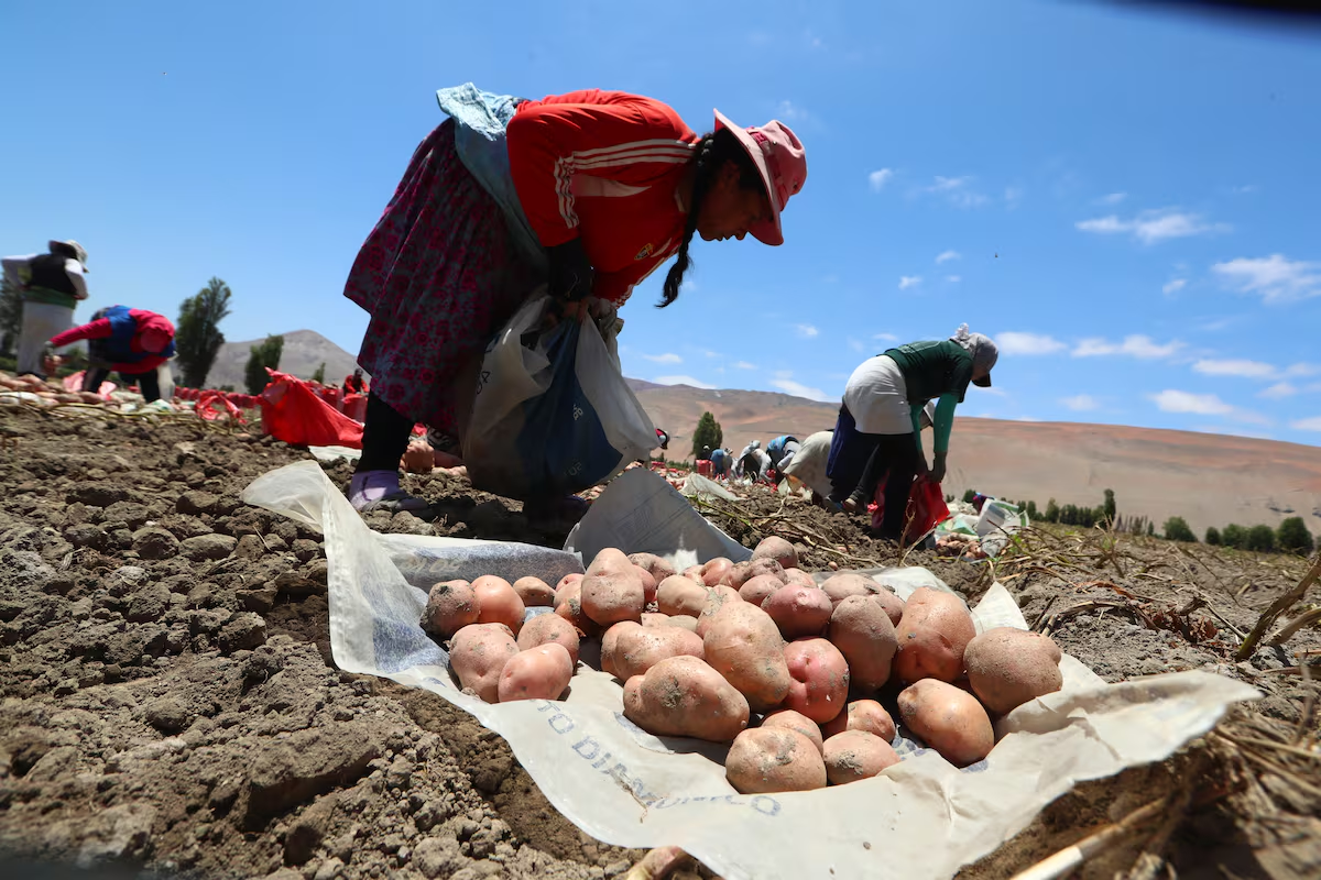 Día de la papa: cultivo impulsa la economía y enfrenta el cambio climático