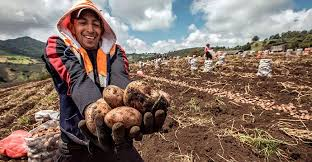 Exportaciones de papa peruana crecieron 19% y llegan a 13 mercados internacionales