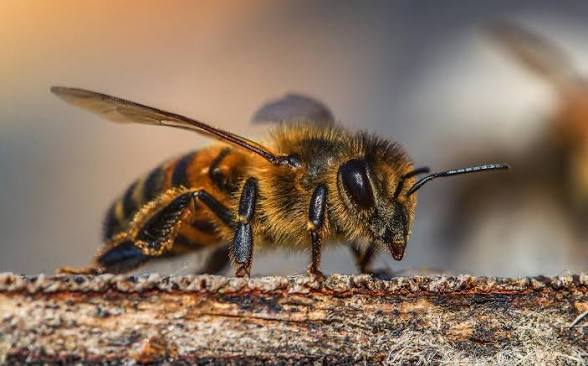 Las abejas sostienen la vida y hoy enfrentan amenazas creadas por el hombre