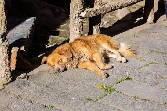 Exigen a municipios sancionar a quienes críen a sus perros en la calle
