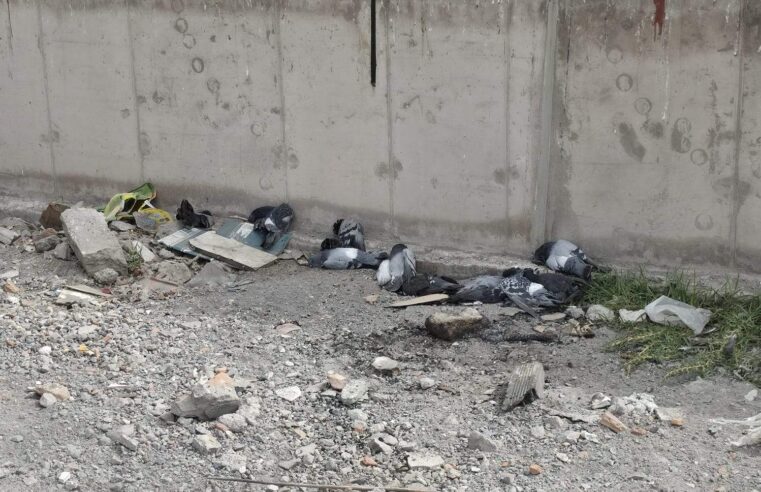 Envenenan a palomas en el intercambio vial El Bicentenario.