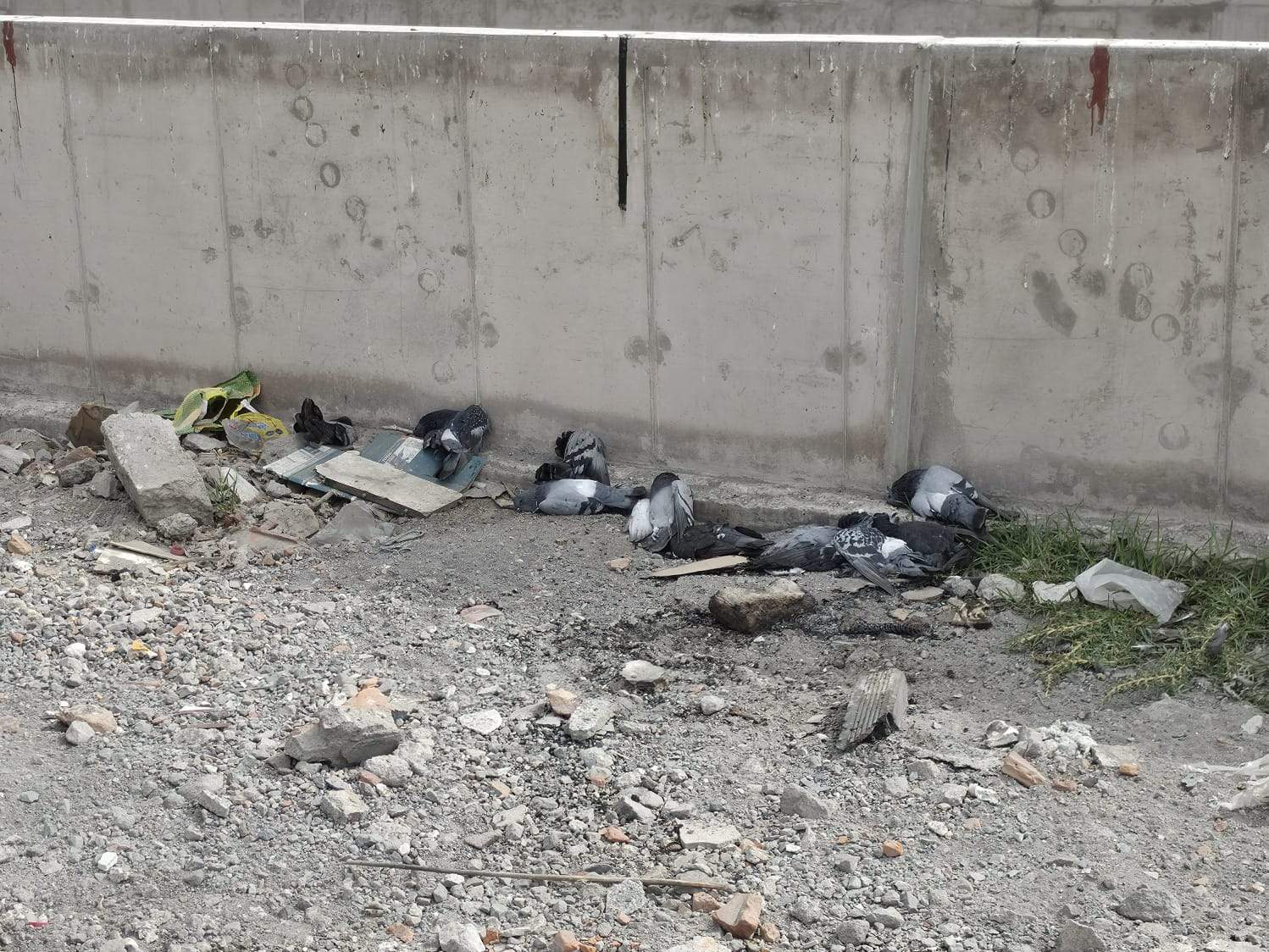 Envenenan a palomas en el intercambio vial El Bicentenario.