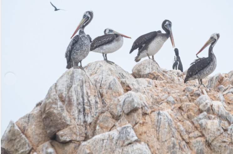 Midagri intensifica vigilancia de la fauna marina ante El Niño Costero