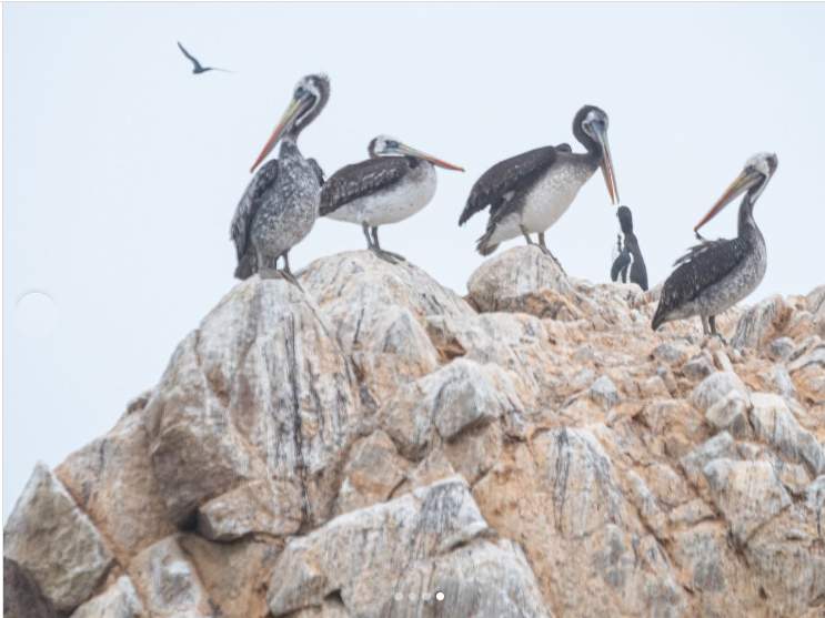 Midagri intensifica vigilancia de la fauna marina ante El Niño Costero