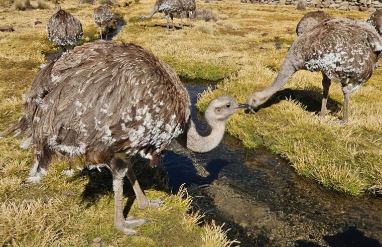 Busca evitar la desaparición del suri y proteger a 140 ejemplares en riesgo