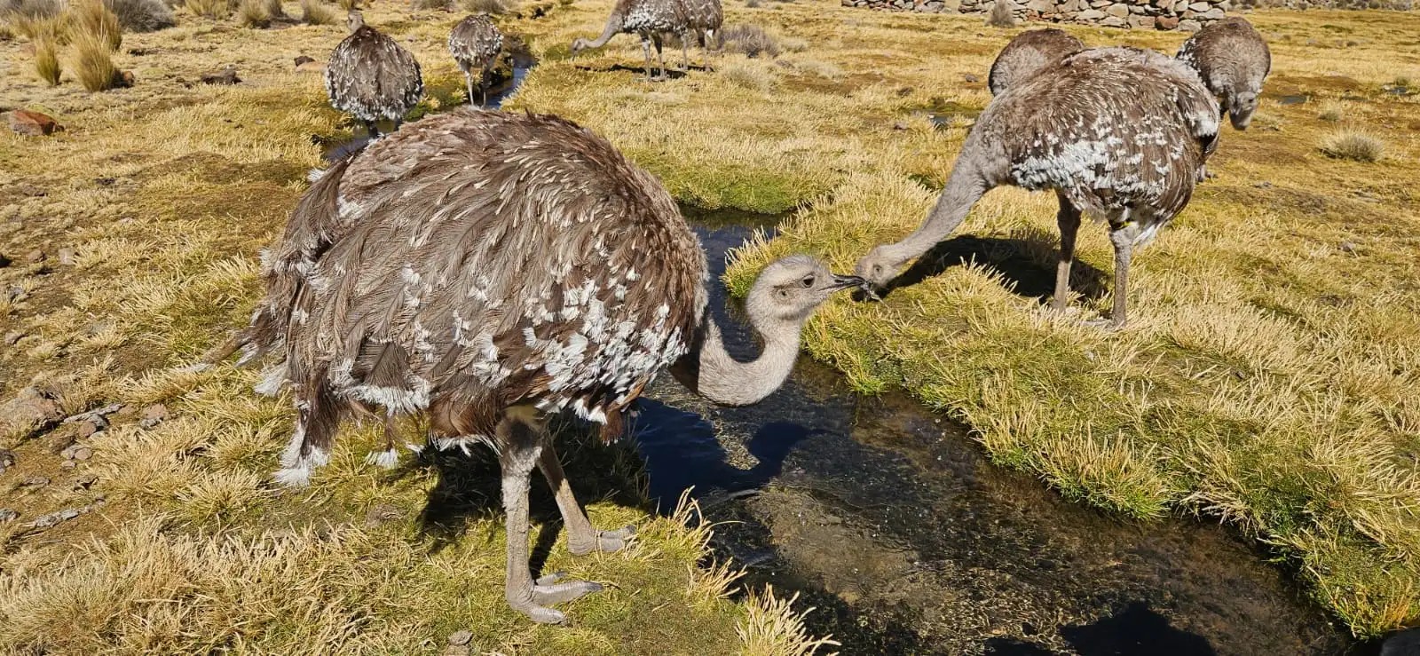 Busca evitar la desaparición del suri y proteger a 140 ejemplares en riesgo