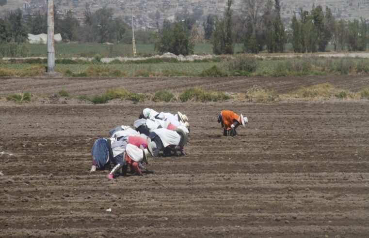 Falta de titulación impide acceder a beneficios agrarios a 30 mil agricultores