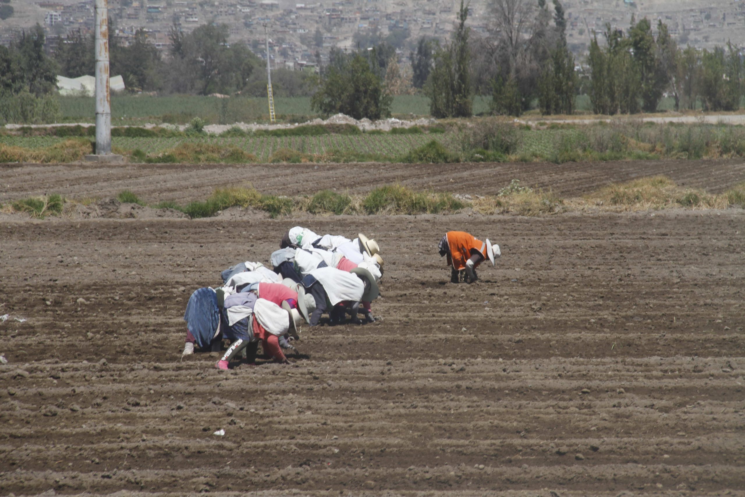 Falta de titulación impide acceder a beneficios agrarios a 30 mil agricultores