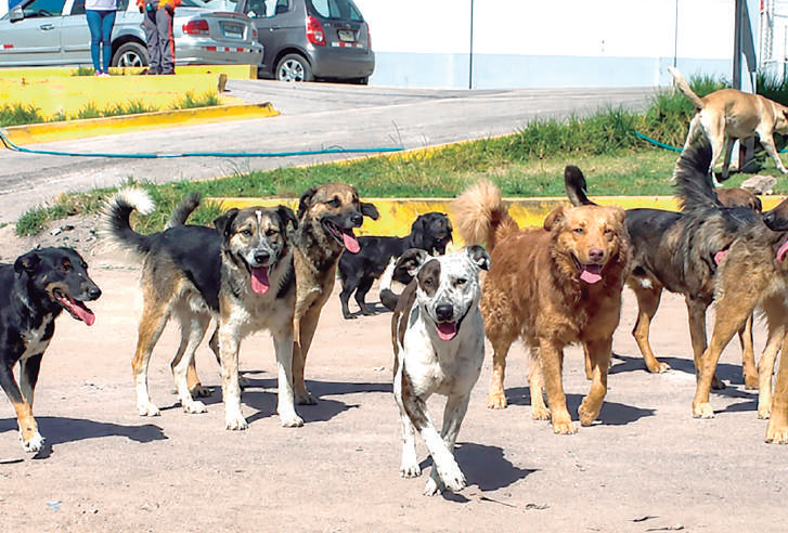 Inician vacunación a perros callejeros contra la rabia