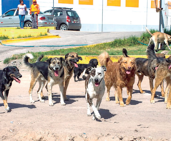 Inician vacunación a perros callejeros contra la rabia