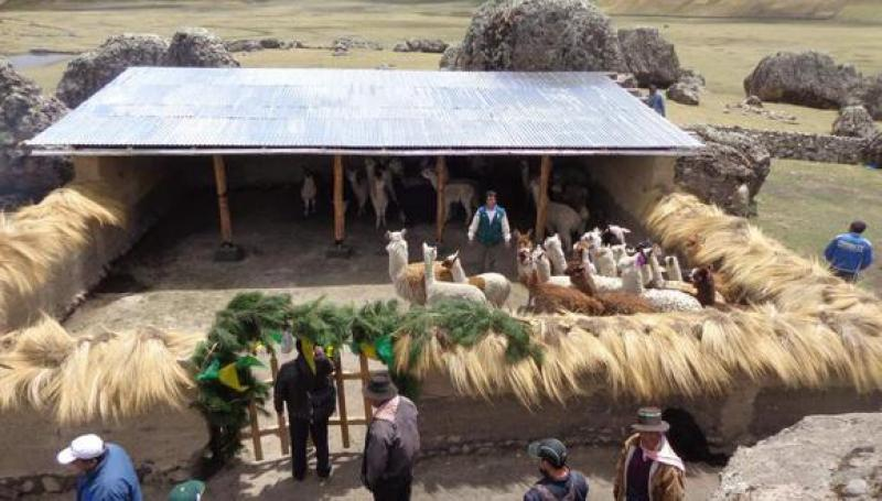 Gobierno implementa cobertizos para proteger más de 33 mil cabezas de ganado