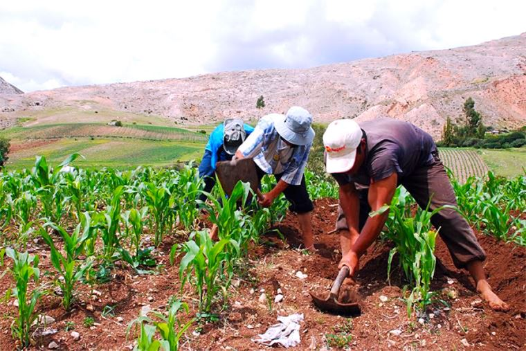Productores agrarios cuentan con Seguro Agrícola Catastrófico: S/ 1 000 por hectárea