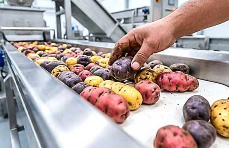Proyectan duplicar procesamiento de papa al 2030 para mayor valor a productores