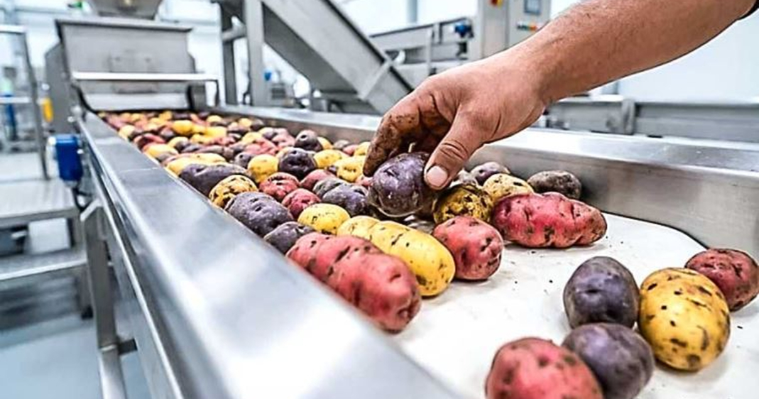 Proyectan duplicar procesamiento de papa al 2030 para mayor valor a productores