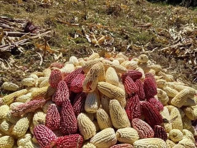 Falta de agua golpea la producción del emblemático maíz cabanita en Arequipa