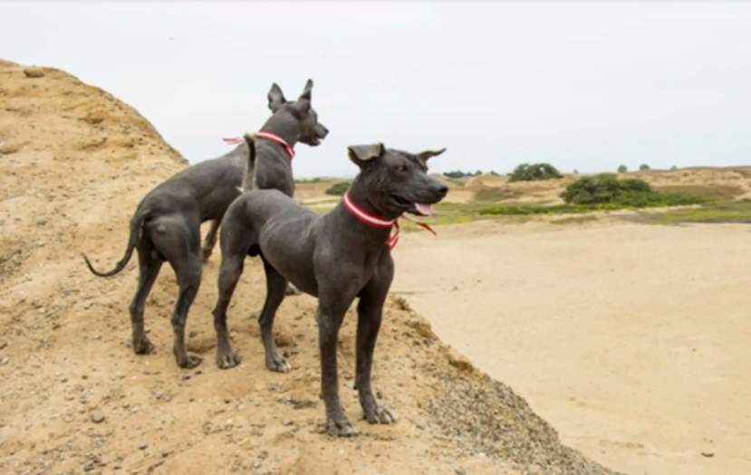 Perro sin Pelo Peruano: símbolo vivo de identidad y patrimonio nacional