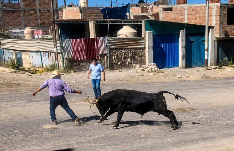 Toro corneó a cuidador en el distrito de Cerro Colorado