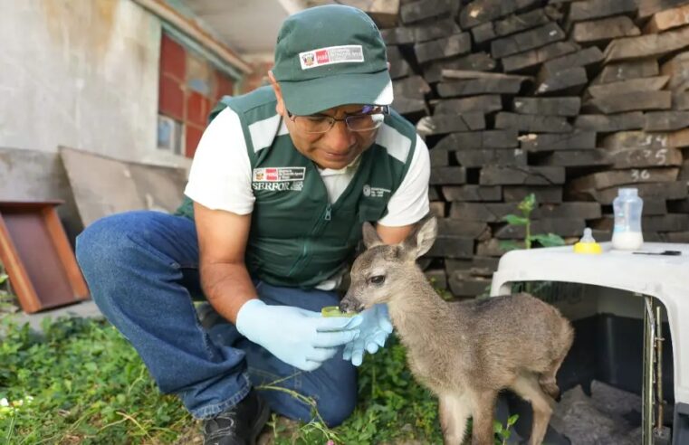 Arequipa sigue sin avances en la lucha contra organizaciones de tráfico de fauna silvestre